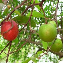 Kokum Plant