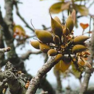 Madhuka Indica Plant - Mahu, Moh, Mahua Plant