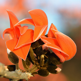 Palash Plant - Butea Monosperma, Flame of the Forest