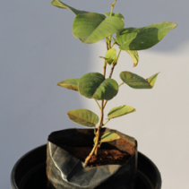 Sandalwood Red Plant - Lal Chandan, Rakt Chandan