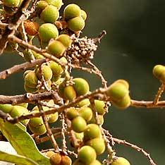 Reetha Plant - Sapindus Trifoliatus, Soap Nut plant