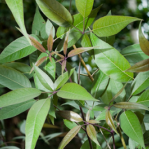 Vitex Negundo - Nirgundi