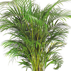 Areca Palm Seeds - 1KG