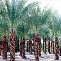 Date Palm Plant