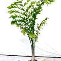 Fishtail Palm Plant