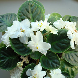 African Violet White Plant - Saintpaulia Ionantha