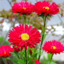 Aster Red Plant