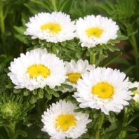 Aster White Plant