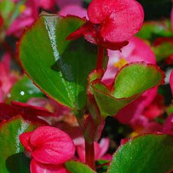 Begonia Pink Plant