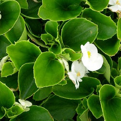 Begonia White Plant