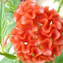 Celosia Cristata Orange Plant