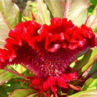 Celosia Cristata Red Plant