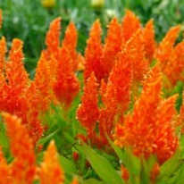 Celosia Plumosa Orange