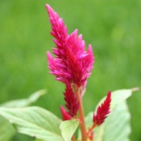 Celosia Plumosa Pink