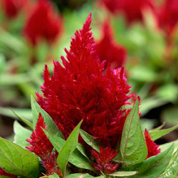 Celosia Plumosa Red