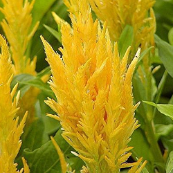 Celosia Plumosa Yellow