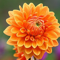 Dahlia Orange