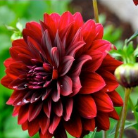 Dahlia Red Plant