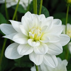 Dahlia White