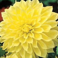 Dahlia Yellow Plant