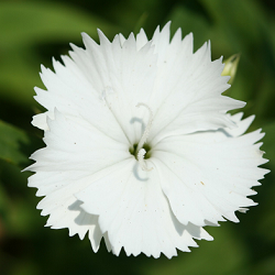 Dianthus White Plant