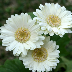 Gerbera White