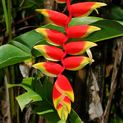 Heliconia Rostrata Plant