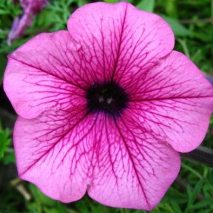 Petunia Pink Mix Plant