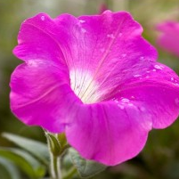 Petunia Pink