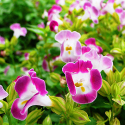 Torenia Pink Plant