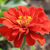 Zinnia Big Red