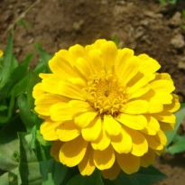 Zinnia Big Yellow Plant