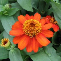 Zinnia Orange