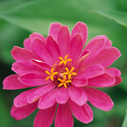 Zinnia Pink