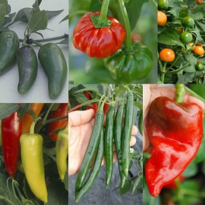 Omaxe Capsicum Seeds - Set of 7 Seeds pack