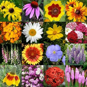 Omaxe Flower Seeds - Set of 20 Flowering Seeds