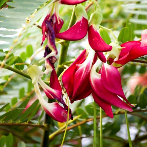 Sesbania Grandiflora Pink - Humming Bird Tree, Hadga, Augusta Plant