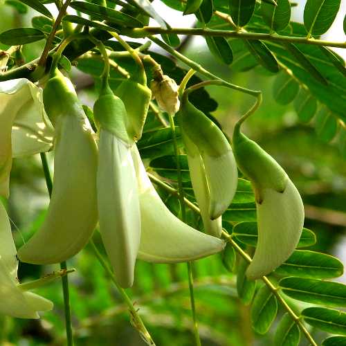 Sesbania Grandiflora White - Humming Bird Tree, Hadga, Augusta Plant