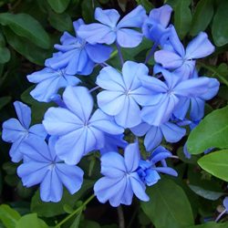 Plumbago Blue