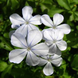 Plumbago White