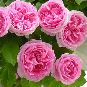 Climbing Rose Pink Seeds - Pack of 5 Seeds