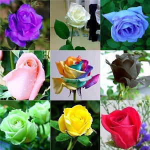 Climbing Rose Seeds Pack - Pack of 3 varieties