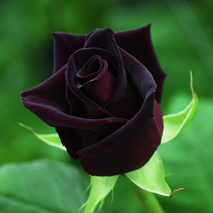 Black Rose Seeds - Pack of 5 Seeds