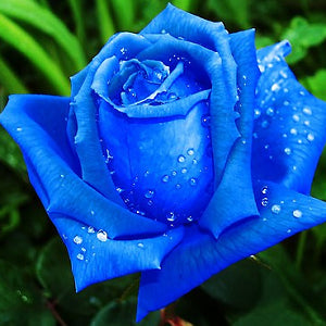 Blue Rose Seeds - Pack of 5 Seeds