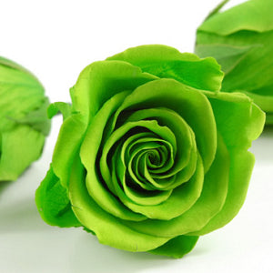 Green Rose Seeds - Pack of 5 Seeds