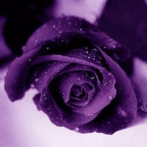 Purple Rose Seeds - Pack of 5 Seeds