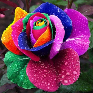 Rainbow Rose Seeds - Pack of 5 Seeds