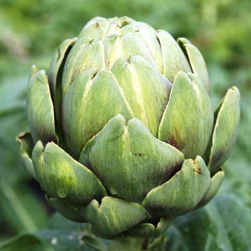 Artichoke Green Globe Seeds - omaxe seeds