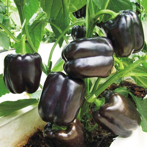 BellPepper Purple Black (30 seeds) - omaxe seeds