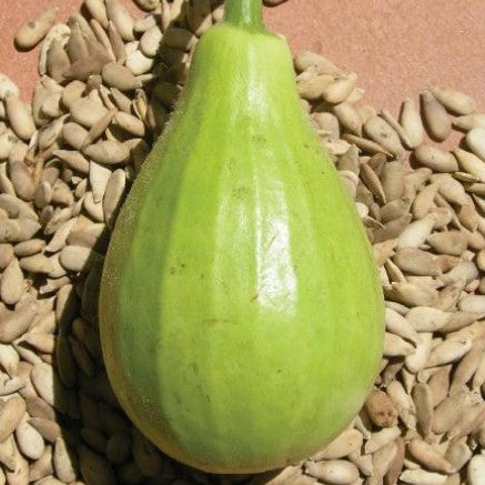 Bottle Gourd F1 Hybrid Lattu Seeds - omaxe seeds